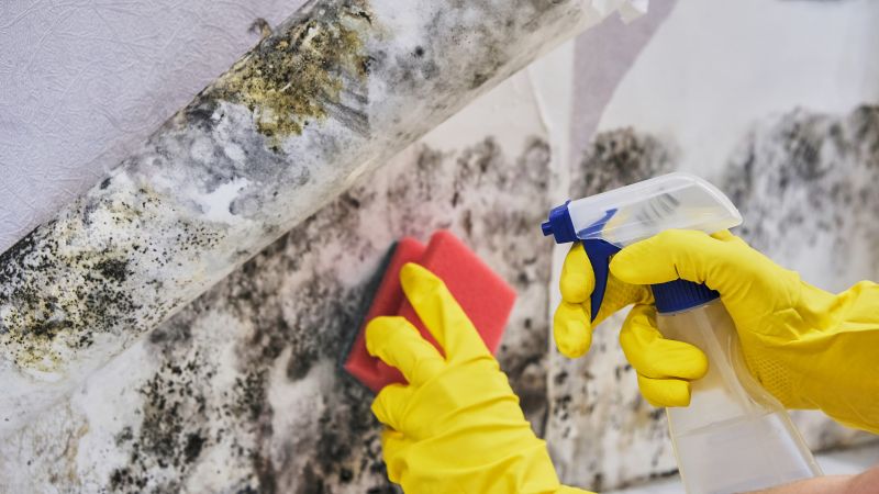 Basement Mold Remediation in Fort Lauderdale, FL
