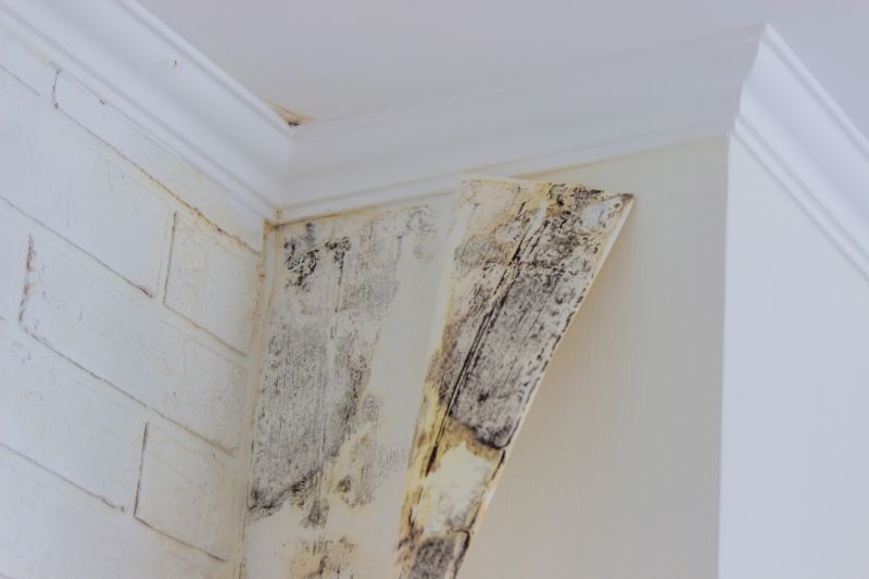 Basement Mold Removal in Fort Worth, TX