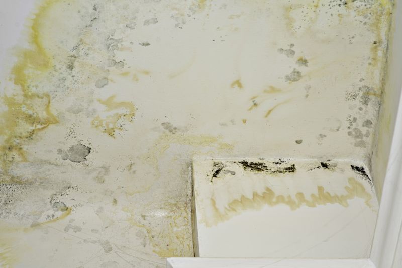 Mold Abatement Service in Frisco, TX