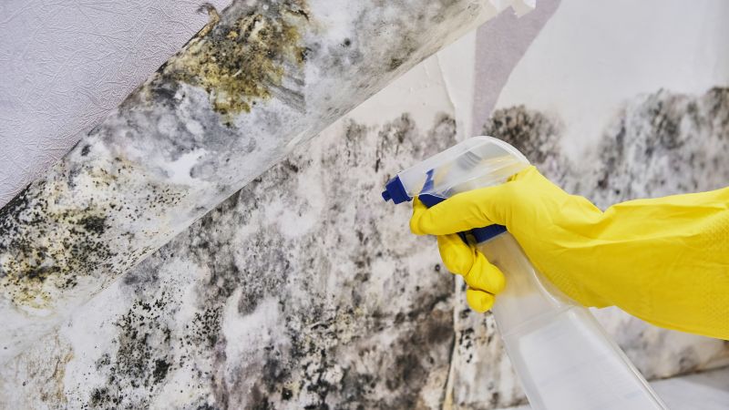 Mold Control in Broward County, FL