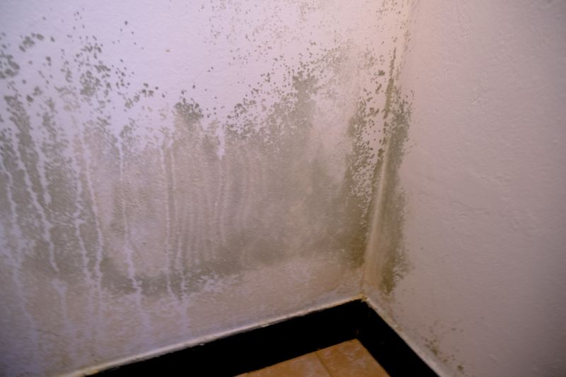 Mold Mitigation Service in Fort Worth, TX