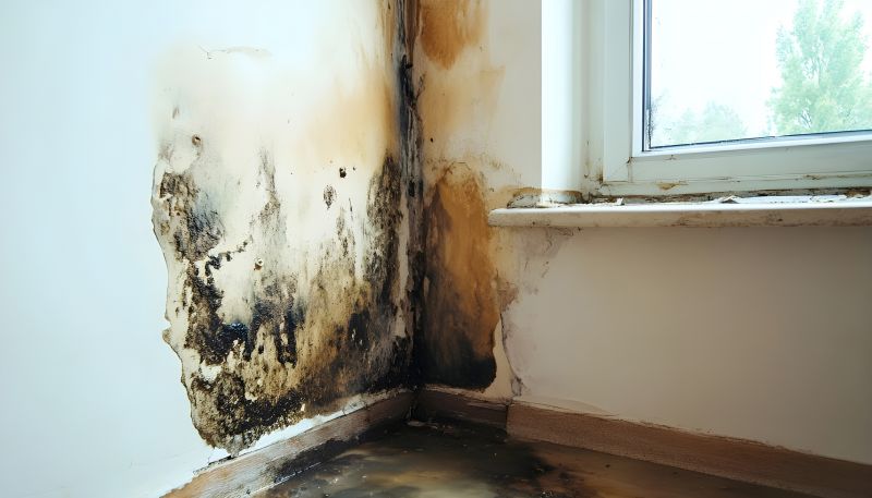 Mold Mitigation Service in Broward County, FL